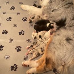 Australian Shepherd Puppies from Mezzo Australian Shepherds