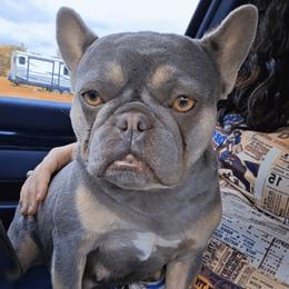 Birdie - French Bulldog