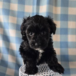 Miniature Schnauzer Puppies from Dorie's Mini Schnauzers