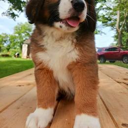 Companion Cross and Saint Bernard Puppies from Coleman Saint Bernards of Ohio