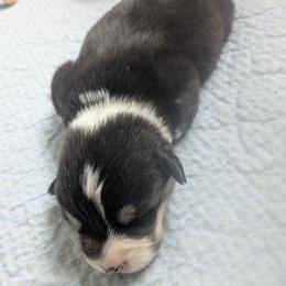 Boy 1 - Black and tan male Pembroke Welsh Corgi puppy in Edinburgh, Indiana from J Bar M Corgis