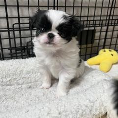 Girl 1 - Black and white female Japanese Chin puppy in Little Rock, Arkansas from Montra Japanese Chin & Cavalier King Charles Spaniels