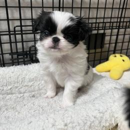 Girl 1 - Black and white female Japanese Chin puppy in Little Rock, Arkansas from Montra Japanese Chin & Cavalier King Charles Spaniels