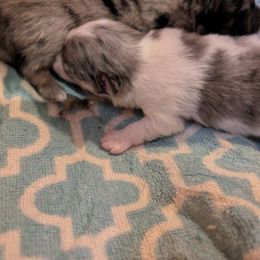 Blue Merle Parti Female - Blue parti female Pomeranian puppy in Danielsville, Georgia from PassionatePomPoms