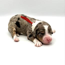 Isla - Blue merle female Bernedoodle puppy in Pulaski, Tennessee from Doodle My Heart