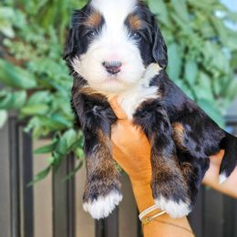 Hendrix - Tri-color male Bernedoodle puppy in Moses Lake, Washington from Macy Meadows Doodles