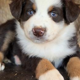 Flash-has tail-many videos - Red tri-color male Australian Shepherd puppy in Troy, South Carolina from Australian Shepherds of 3/W Farms