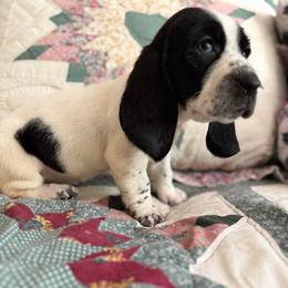 Neon - Black and white female Basset Hound puppy in Letcher, Kentucky from Hackers Appalachian Basset Hounds