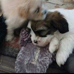 Lhasa Apso Puppies from Cynthia's Lhasa Apsos