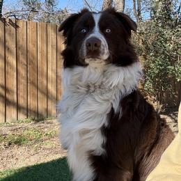 Pal - Miniature Australian Shepherd