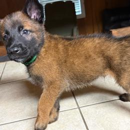 Green - Fawn sable male Belgian Malinois puppy in Saint Amant, Louisiana from Mercy Kennels