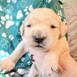 Peppermint Paws - Light golden male Golden Retriever puppy in Gainesville, Florida from Heart and Soul Dog Breeding, Inc.