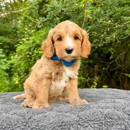 Somen - Apricot male Australian Labradoodle puppy in Rochester, Michigan from Monarch Labradoodles