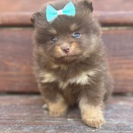 Lyra - Chocolate and tan female Pomeranian puppy in Willow Spring, North Carolina from GTBBF Pomeranians