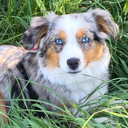 Aussiedoodles, Miniature Australian Shepherds, and Toy Australian Shepherds from Country Gals Aussies