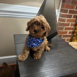 Boy 4 - male Cavapoo puppy in Mint Hill, North Carolina from DoodleForever