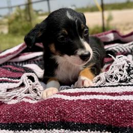 Calamity - Tri-color female Border Collie puppy in Odessa, Texas from High Velocity Stockdogs