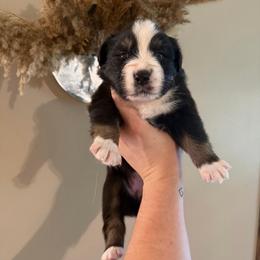Kanga - Black tri-color female Australian Shepherd puppy in Caro, Michigan from White Tail Australian Shepherds