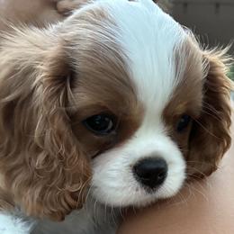 Cavalier King Charles Spaniel puppies from Avion's Cavaliers