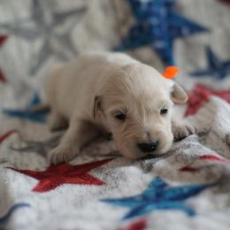 Golden Retriever Puppies from Double Down Retrievers