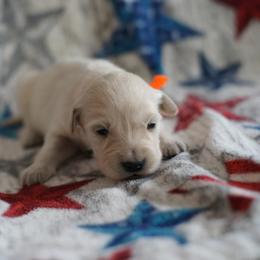 Golden Retriever Puppies from Double Down Retrievers