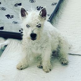 West Highland White Terrier Puppies from Elvador West Highland White Terriers