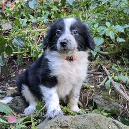 Fighter - Black and white male Border Collie puppy in East Brady, Pennsylvania from Riverwood