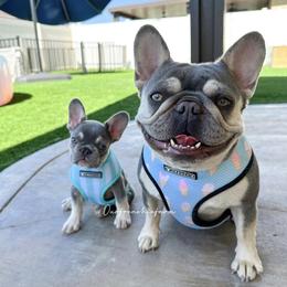 Prim - French Bulldog