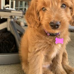 Bernedoodle Puppies from Birdies Mini Bernedoodles
