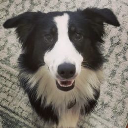 Australian Shepherds from Chaos Ridge