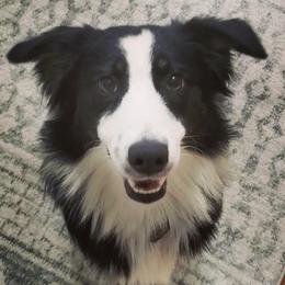 Australian Shepherds from Chaos Ridge
