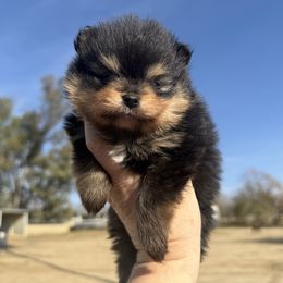 Adam - Black and tan male Pomeranian puppy in Newport Beach, California from Exotic City Pomeranians and chihuahuas