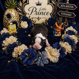 Brindle Duece Boy - Black brindle and white male Boston Terrier puppy in San Antonio, Texas from JT Bostons