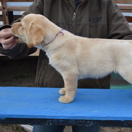 Labrador Retriever Puppies from Kolfyre Labradors