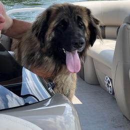 Leonberger and Miniature Australian Shepherd Puppies from Bear Pond Aussies / Leonbergers of Maine