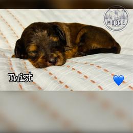 Twist - Merle male Bernedoodle puppy in Belleville, Michigan from Moose Tracks Bernedoodles