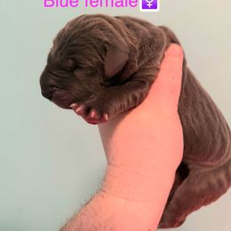 Lacey - Blue female Great Dane puppy in Bay Shore, New York from Gentle Giant Companions