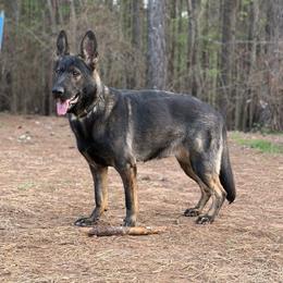 Kitana - German Shepherd
