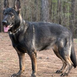 Kitana - German Shepherd