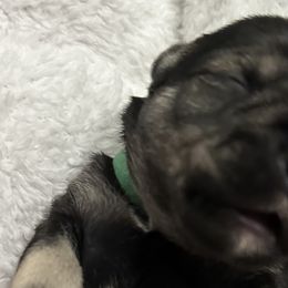 Boy 5 - Miniature Schnauzer puppy in Monroe, Washington from 4 Ever Schnauzers