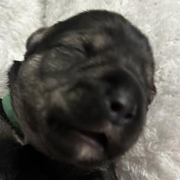Boy 5 - Miniature Schnauzer puppy in Monroe, Washington from 4 Ever Schnauzers