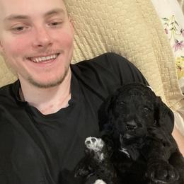 Double Doodle Puppies from Dream Doodles HTX