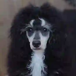 Stella - Poodle