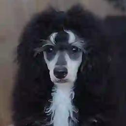Stella - Poodle