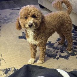 Teddy - Goldendoodle