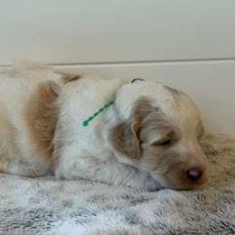 Green Collar Boy - Yellow and white male Bernedoodle puppy in San Augustine, Texas from Vintage Doodles