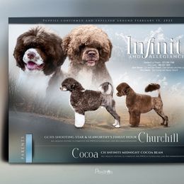 Churchill - Portuguese Water Dog