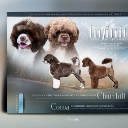 Churchill - Portuguese Water Dog