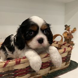 Cavalier King Charles Spaniel Puppies from Ridgefield Cavaliers