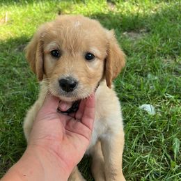 Grey - Dark golden female Golden Retriever puppy in Princeton, Minnesota from North Country Goldens